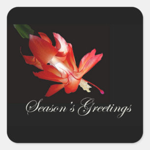 Season's Greetings Red Christmas Cactus Square Sticker