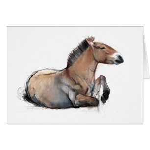 Seated Przewalski 2011