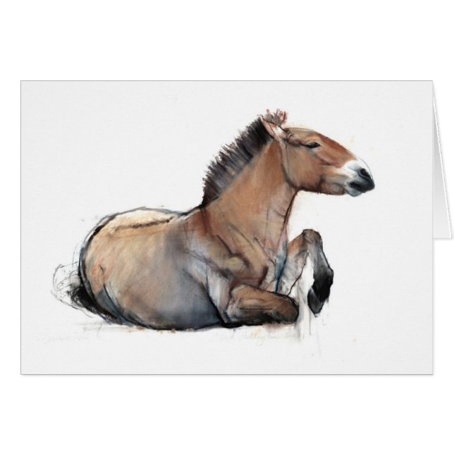 Seated Przewalski 2011 (Front Horizontal)