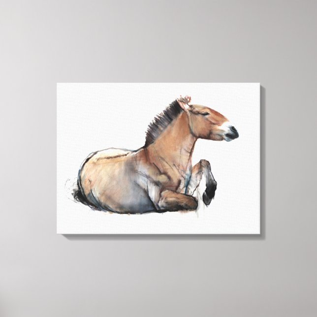 Seated Przewalski 2011 Canvas Print (Front)