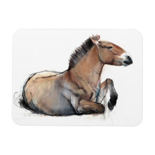 Seated Przewalski 2011 Magnet