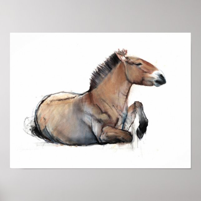 Seated Przewalski 2011 Poster (Front)