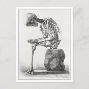 Seated Skeleton Vintage Anatomy Illustration Postcard