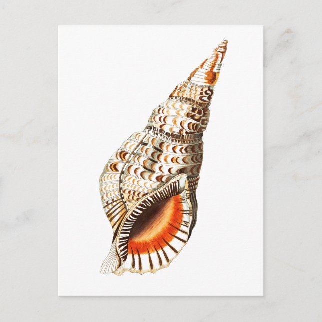 "SEATRUMPET" SEALIFE POSTCARD (Front)