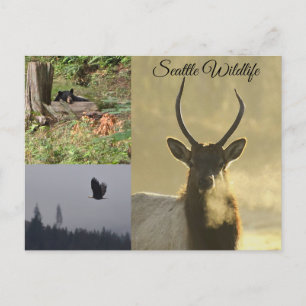 Seattle Wildlife Postcard