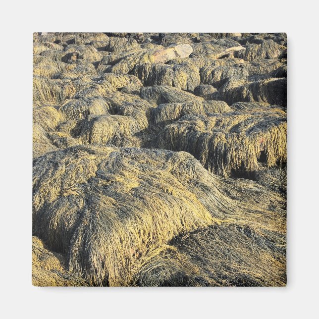 seawall seaweed magnet (Front)