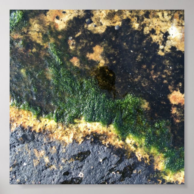 seawall seaweed maine poster (Front)