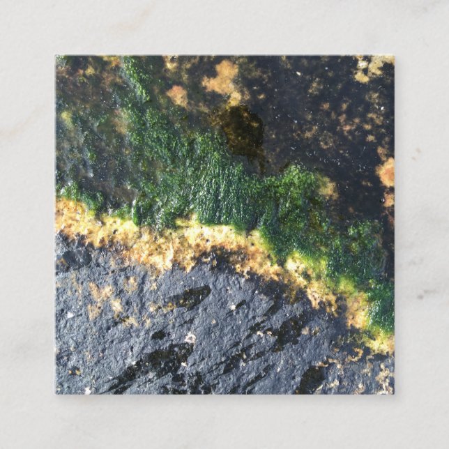 seawall seaweed maine square business card (Front)