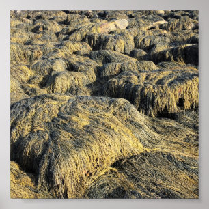 seawall seaweed poster