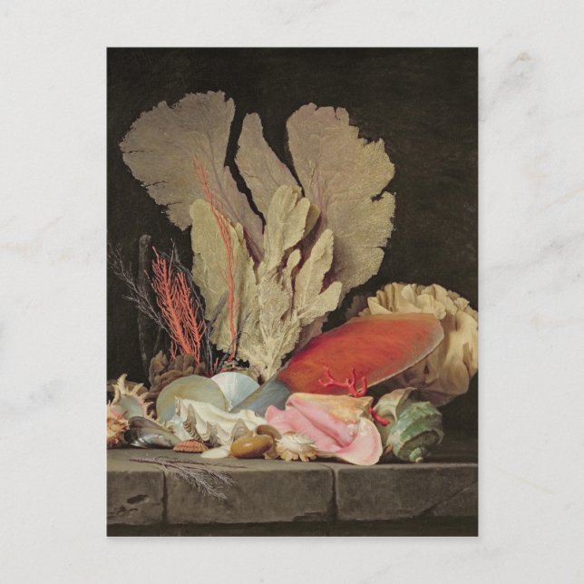 Seaweed, Lithophytes and Seashells Postcard (Front)