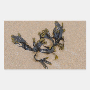 Seaweed on a Sandy Beach Cornwall England Rectangular Sticker
