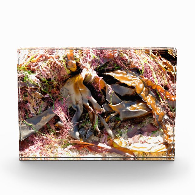 SEAWEED PHOTO BLOCK (Front)
