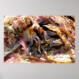SEAWEED POSTER