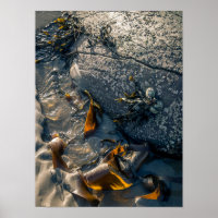 Seaweed Poster/Print