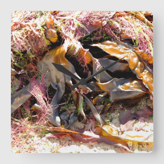SEAWEED SQUARE WALL CLOCK (Front)