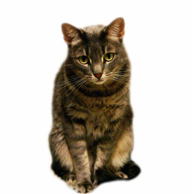 Sebastian Photo Sculpture Magnet (Front)