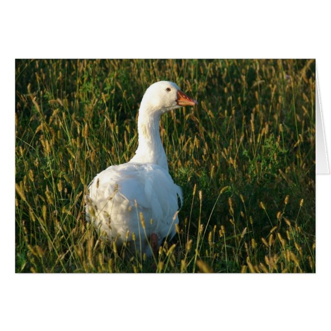 Sebastopol Goose (Front Horizontal)