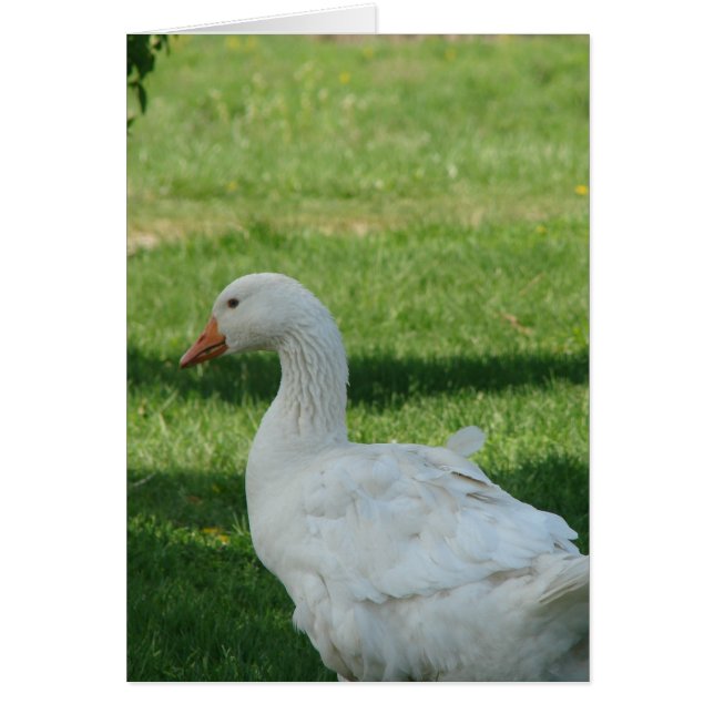 Sebastopol Goose (Front)