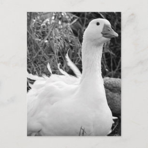Sebastopol Goose Postcard
