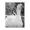 Sebastopol Goose