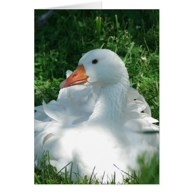 Sebbie Goose (Front)