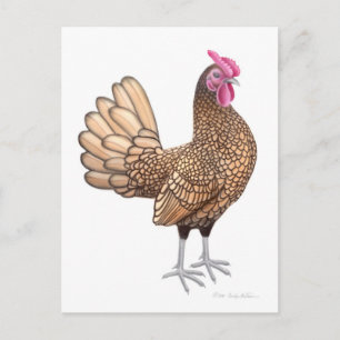 Sebright Bantam Rooster Postcard