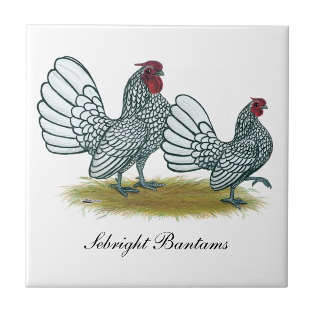 Sebright Bantams:  Silver Tile (Front)
