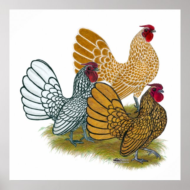 Sebright Rooster Assortment Poster (Front)