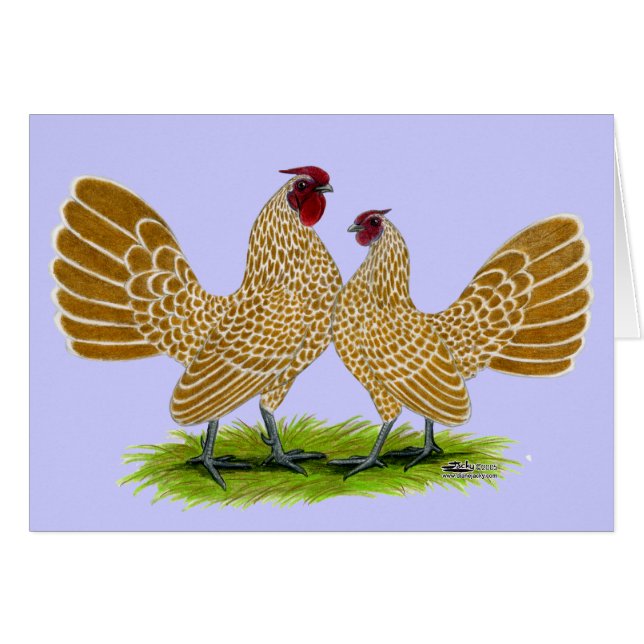 Sebrights Buff Laced (Front Horizontal)