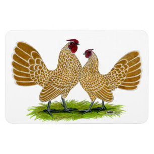 Sebrights Buff Laced Magnet