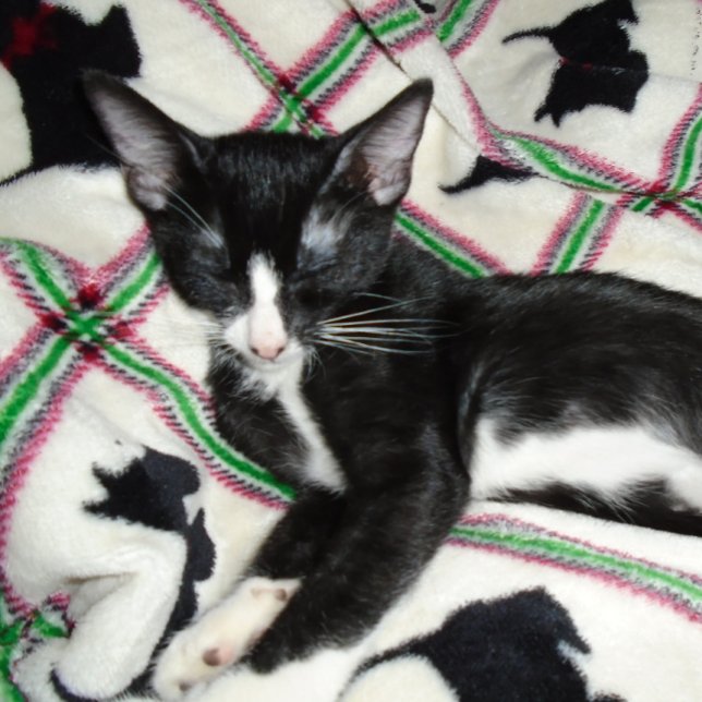 SECOND AMENDMENT GUN PERMIT Mug (Creator Uploaded)