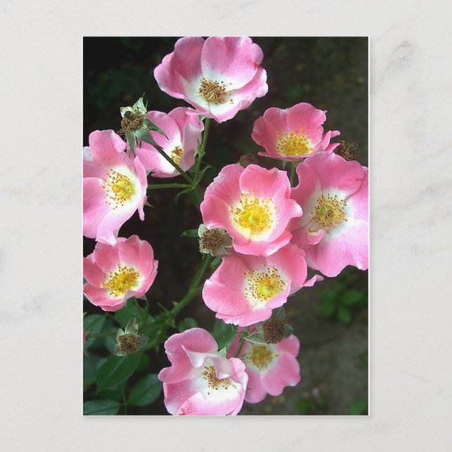 Secret Garden Roses Photo Postcard (Front)