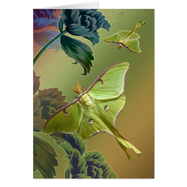 Secret of Freedom (Front)