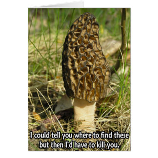 Secret of the Morel Hunter