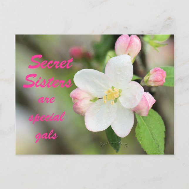 Secret Sister Apple Blossom Postcard - customise (Front)
