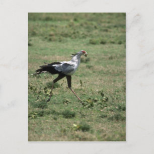 Secretary Bird, carrying stone Postcard