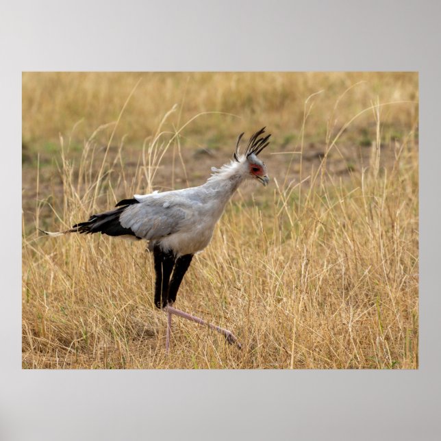 Secretary Bird on the Hunt Poster (Front)
