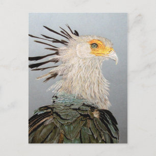 Secretary Bird Postcard
