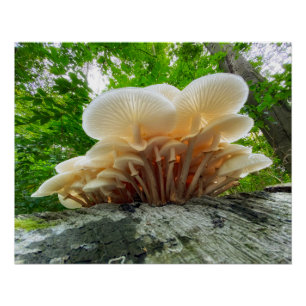 Secrets of nature - autumn fungi's travel poster
