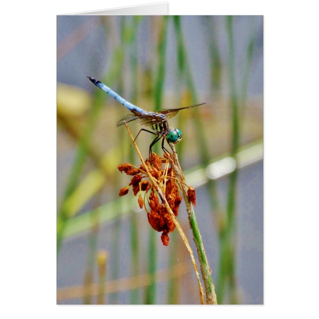 Sedge grass, and Dragonfly (Front)