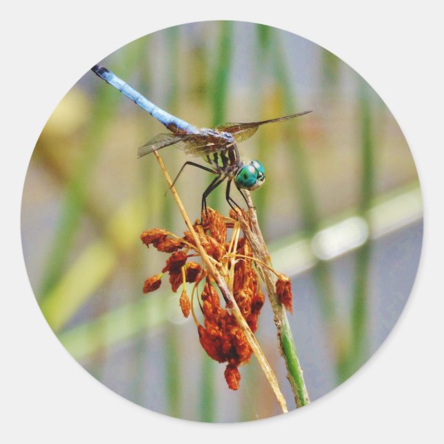 Sedge grass, and Dragonfly Classic Round Sticker (Front)