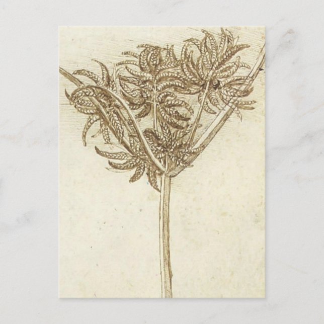 Sedge.jpg by Leonardo da Vinci Postcard (Front)