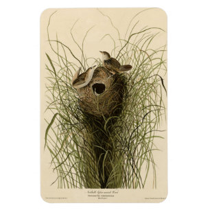 Sedge Wren from Audubon's Birds of America Magnet
