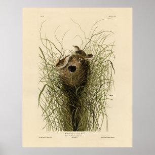 Sedge Wren from Audubon's Birds of America Poster