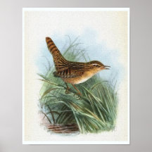Sedge Wren Vintage Bird Illustration