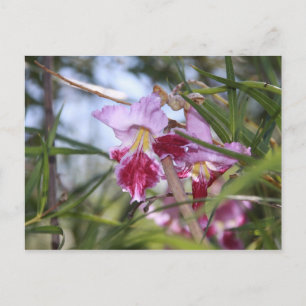 Sedona Flowers Postcard