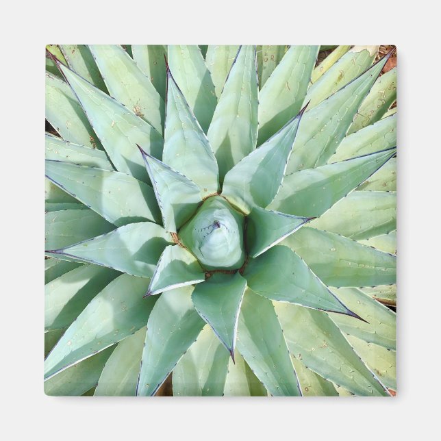 Sedona Green Agave Plant Magnet (Front)