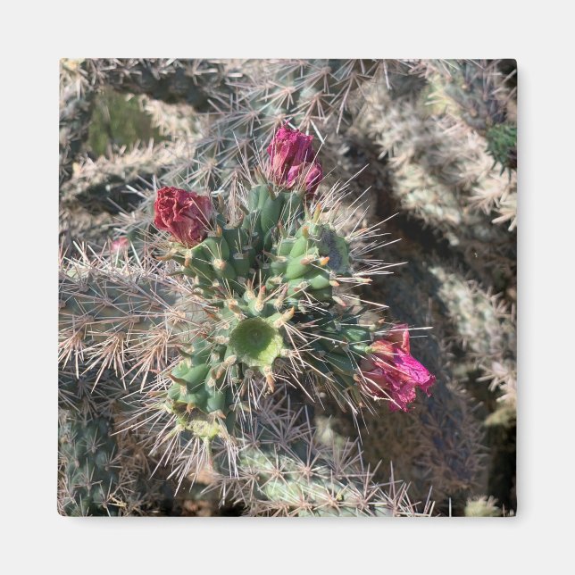 Sedona Pink Cactus Bloom Desert Magnet (Front)