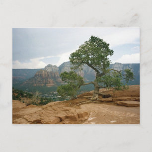 Sedona Tree Postcard