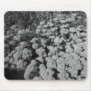 Sedum Autumn Joy (B&W) Mouse Mat